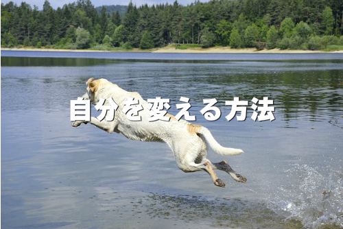 池に飛び込む犬の画像