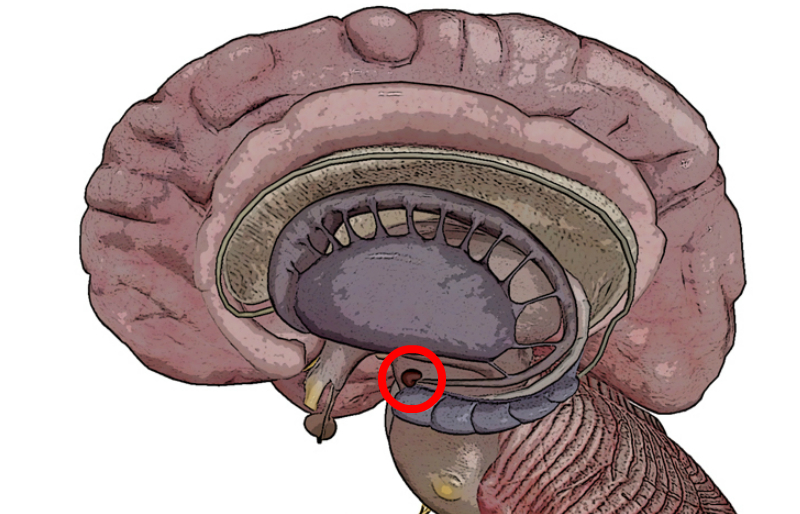 脳の扁桃体のイラスト
